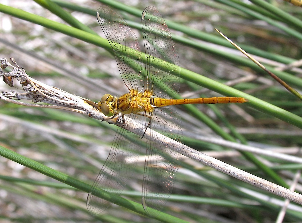 Parliamo di: Scheda Sympetrum striolatum